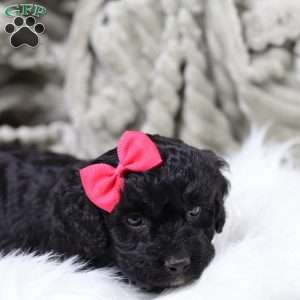 Rosa, Cavapoo Puppy